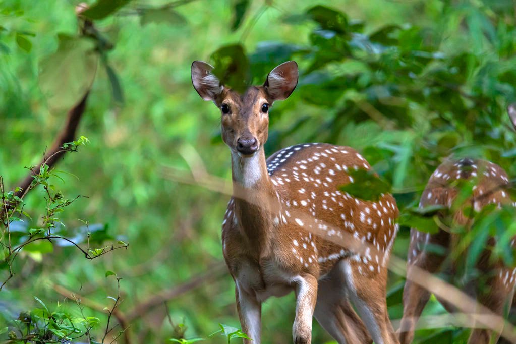 deer
