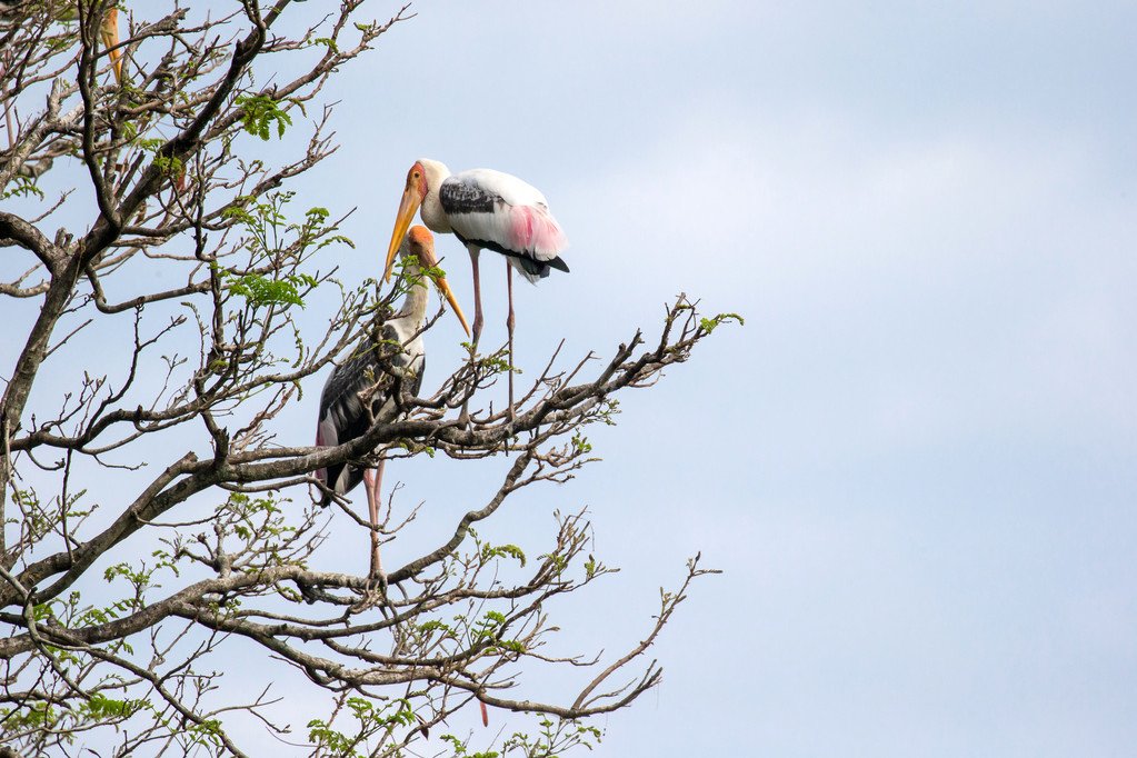 Painted-Stork